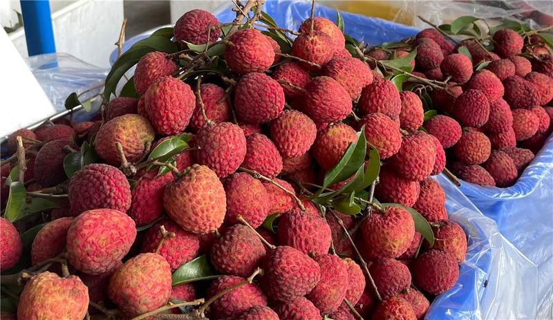 广州荔枝基本售罄，出口创汇达1000万美元