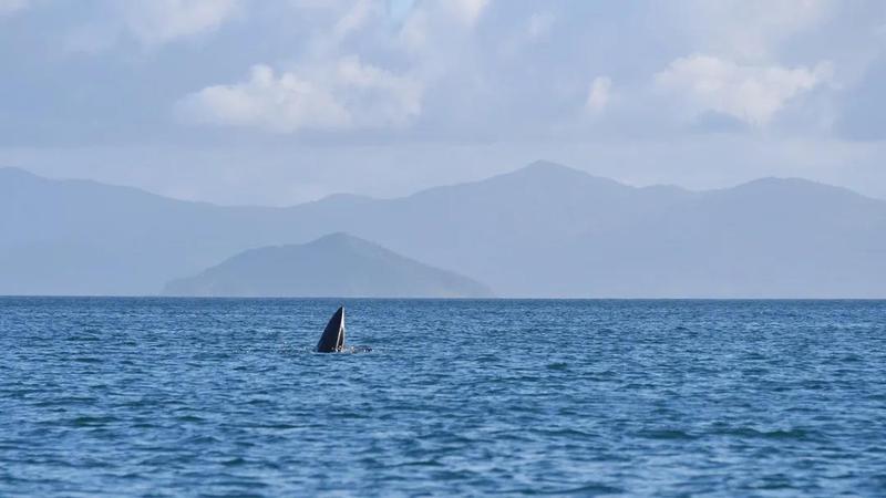 专家公布初步分析结果，大鹏新区建立常态化鲸豚保护制度