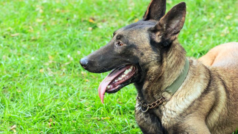 中国刑事警察学院54只淘汰犬半天被抢光，最高价33万元