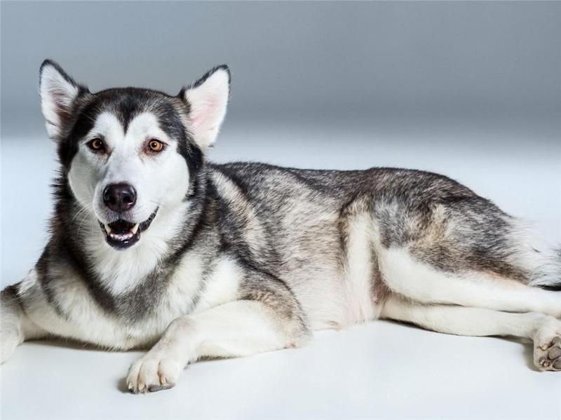 寄养宠物离奇死亡，主人怒告宠物店索赔5万元