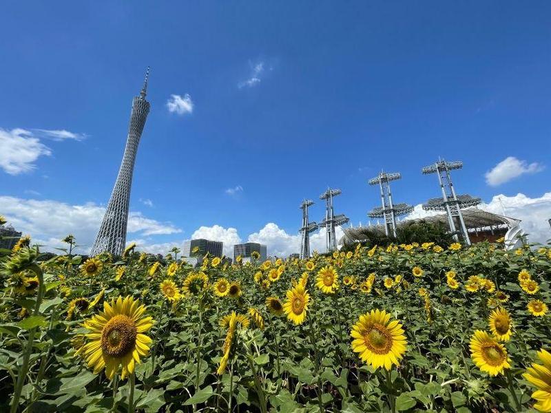 快来打卡！海心沙向日葵“上线”，花期只有一个月！