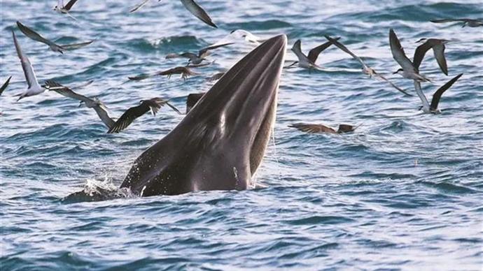 深新早点｜大鹏湾的鲸鱼“小布”，被外交部发言人点赞了