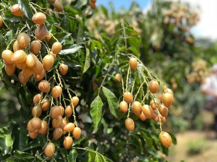 广州黄皮又有新品种面世，未来有望成熟期错峰上市