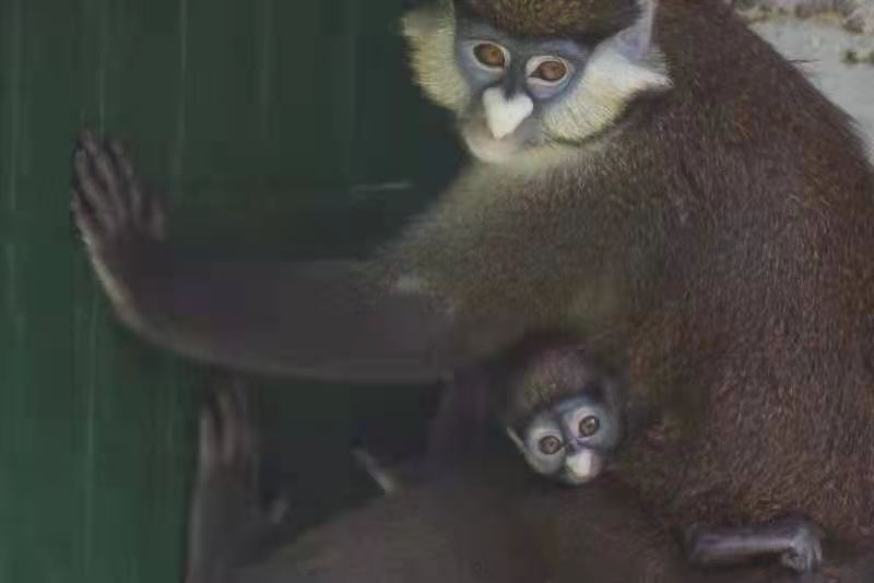 红尾长尾猴在深圳野生动物园喜添“二胎”