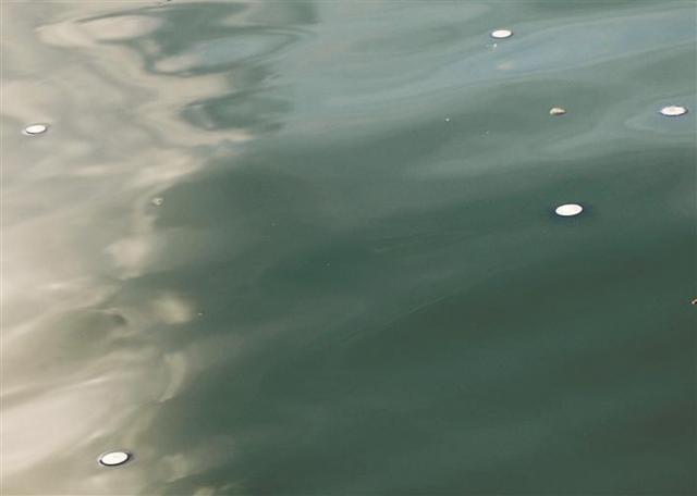 深圳东部海域出现大量银币水母 专家提醒：有弱毒勿接触