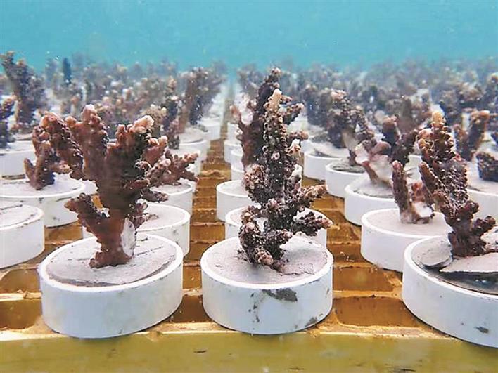 海洋牧场出规范 标准种植珊瑚礁 该《技术规范》由广东海洋大学深圳研究院牵头撰写