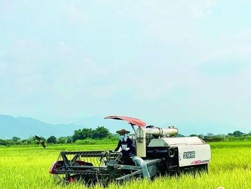 早稻收割奏响“丰收曲” 预计全市早稻总产量为52.09万吨，同比增0.7%