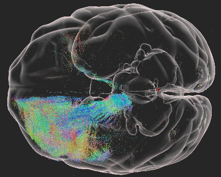 科学家实现迄今最高精度猕猴大脑三维高清成像
