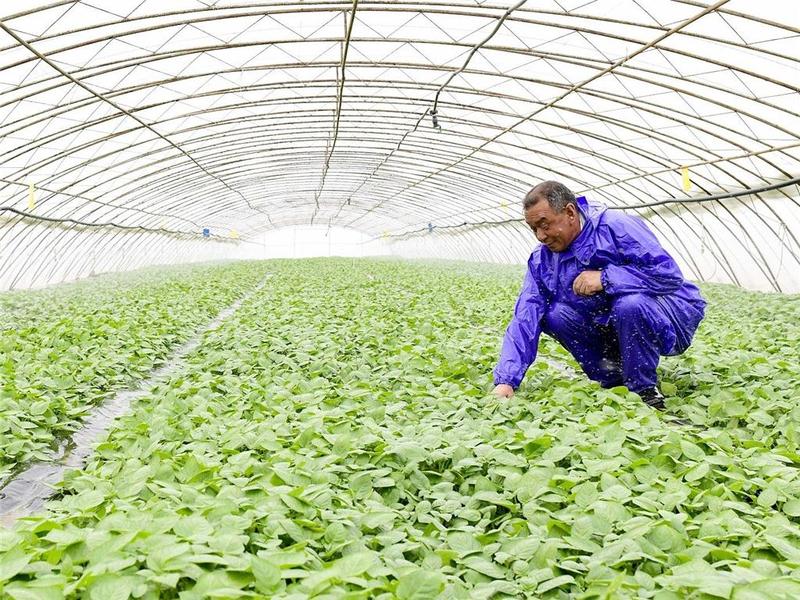 保护种业知识产权！省农业农村厅：探索建立侵权主体“黑名单”制度