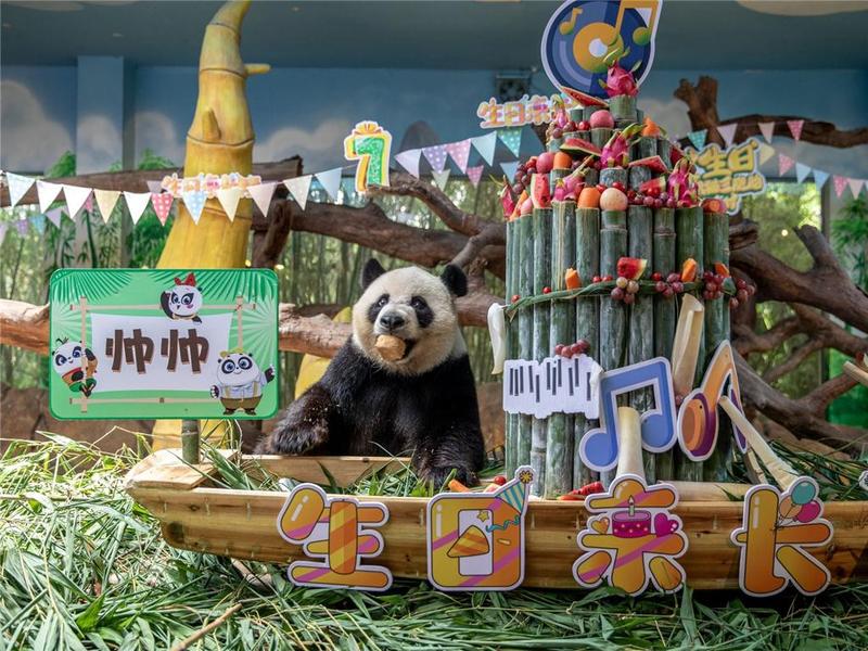 全球唯一熊猫三胞胎七周岁啦！