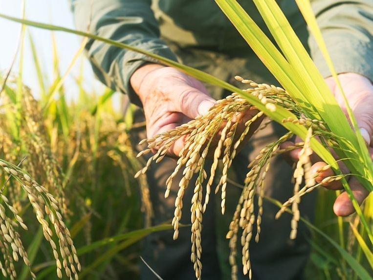 上半年广州农村居民人均可支配收入同比增长16%