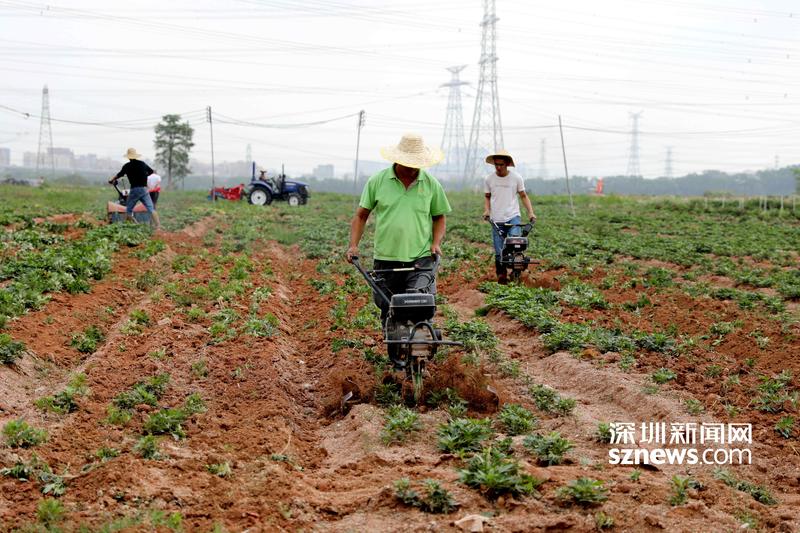 光明区全力推进农田复耕复绿 打造“高颜值”风景线