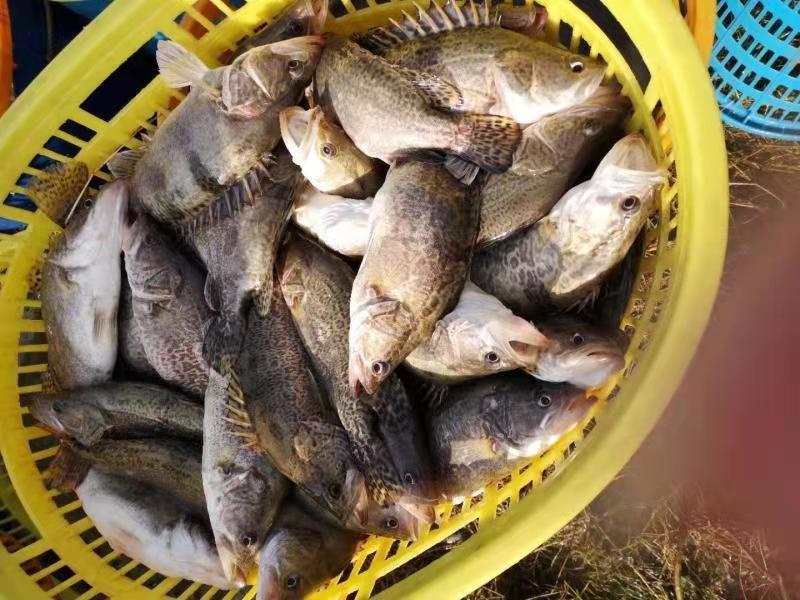 国家推广11个水产新品种，三个是“广州造”