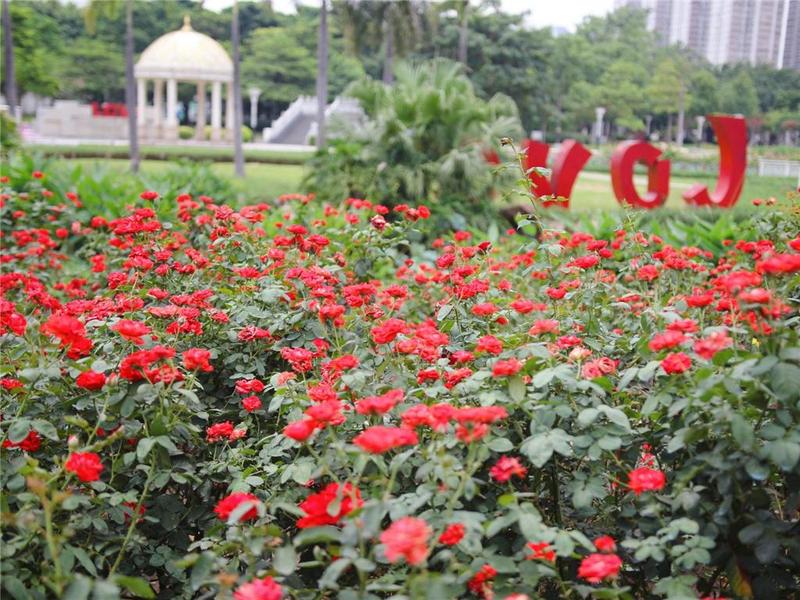 大美禅城 | 玫瑰玫瑰我爱你！文华公园这片玫瑰园满足你所有的浪漫想象