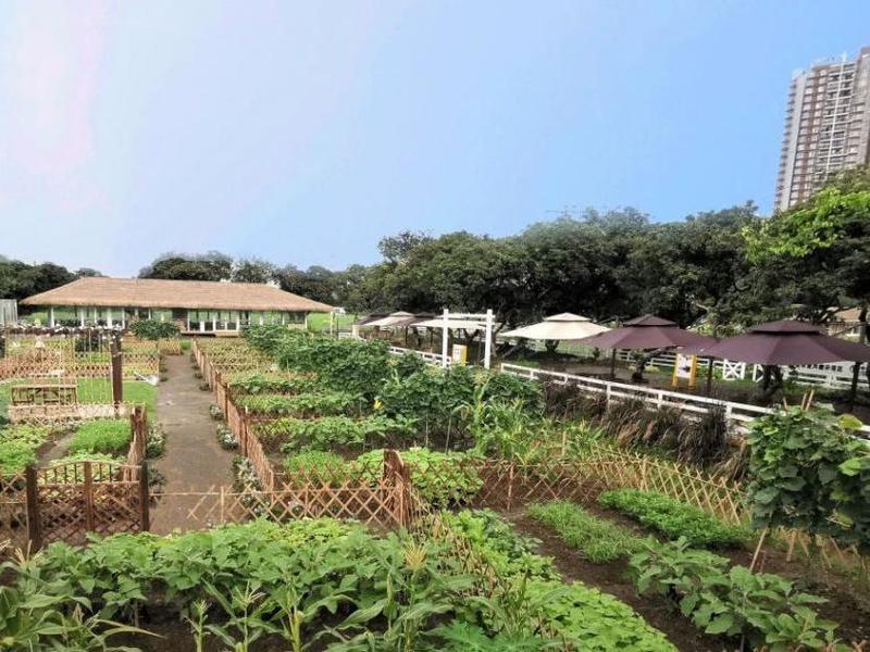 来广州海珠体验现实版“开心农场”