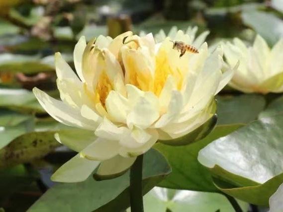 “五芯连裙 六花共舞”！全球睡莲奇观首现广州莲花山