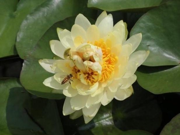 全球首例！广州莲花山现“五芯连裙，六花共舞”睡莲奇观