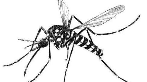 中山大学“蚊子工厂”出新招：用核技术灭蚊子