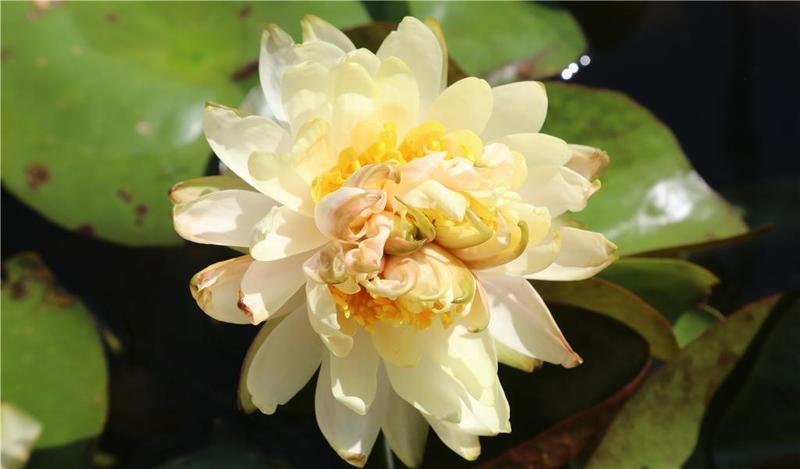 刷新纪录！广州发现全球首例“七芯睡莲”