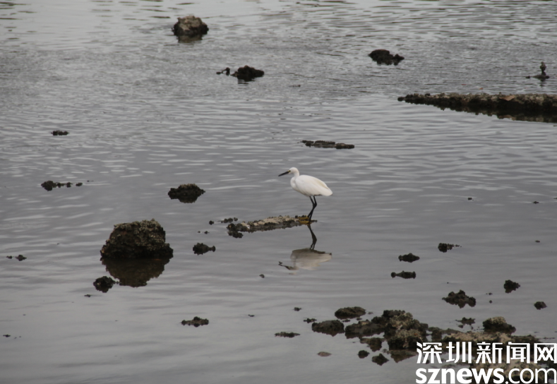 环境好不好 鸟儿说了算 候鸟在深圳湾“吃得好玩得欢” 一年回归3种国家重点保护野生动物