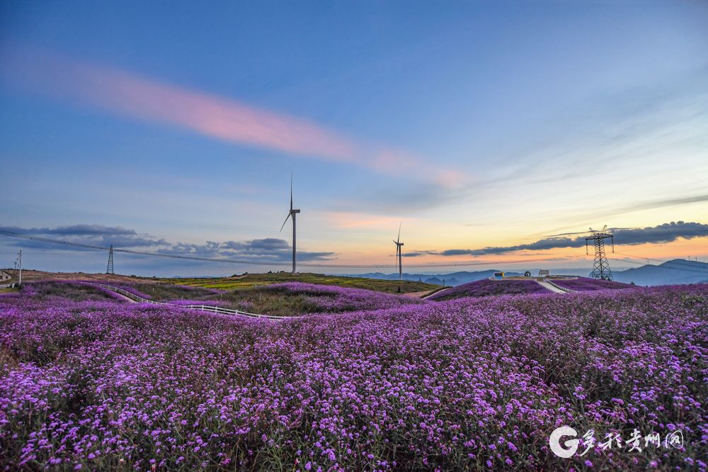 高清组图花溪高坡邂逅浪漫紫色花海