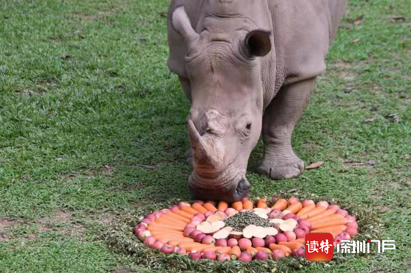 “世界犀牛日”深圳野生动物园犀牛享用美食大餐