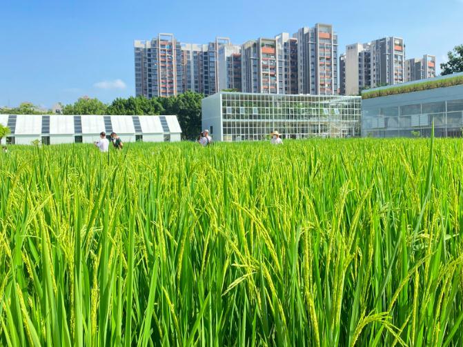 两大农业主题公园揭幕！广州天河打造全国农科“硅谷”示范区