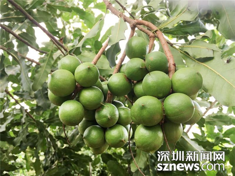 深圳市广西岑溪会员企业发展种植坚果5万多亩 助力乡村振兴