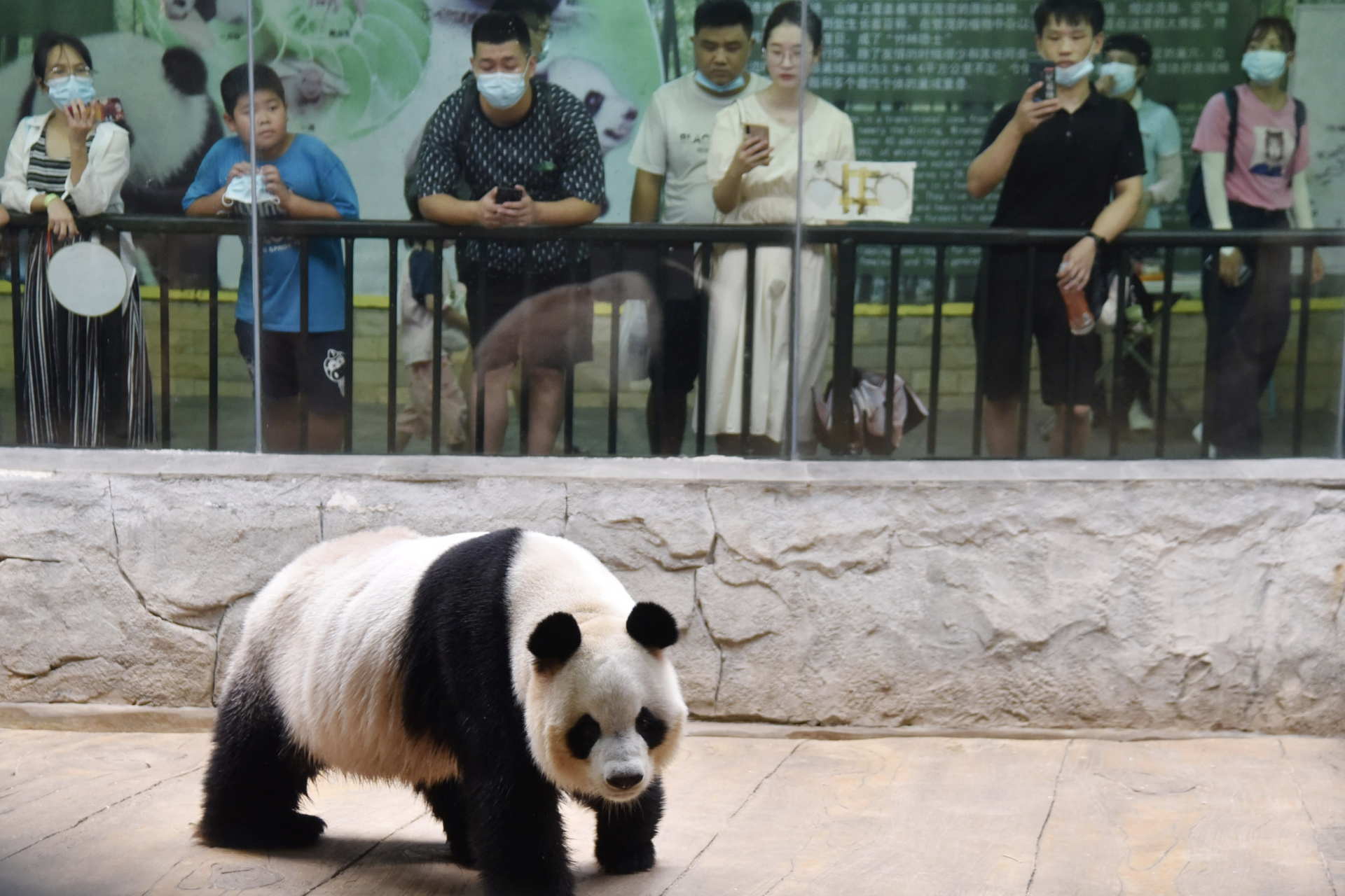 深圳野生动物园“国宝动物节”喜迎八方游客