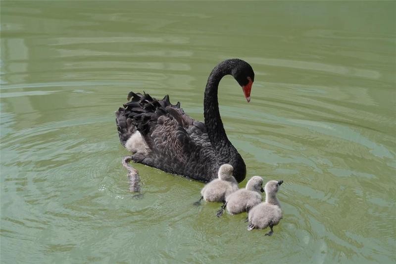 珠海霞山公园黑天鹅成功孵化下一代 4只“丑小鸭”吸引游客