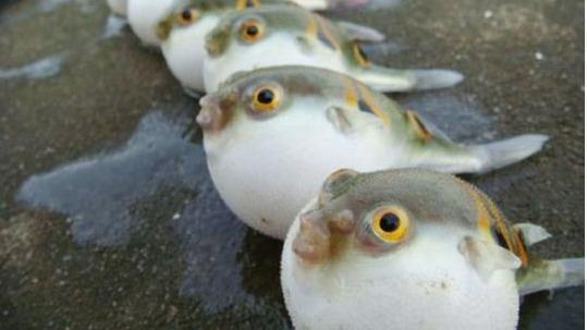 珠海一医院近日接诊3例中剧毒患者，都是吃这鱼惹祸！