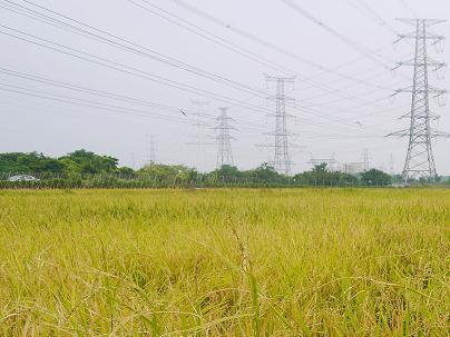 东莞市道滘镇1300亩水稻开始收割