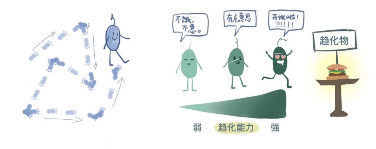 ​深圳科研人员揭谜底：无序个体细菌如何有序群体迁移？