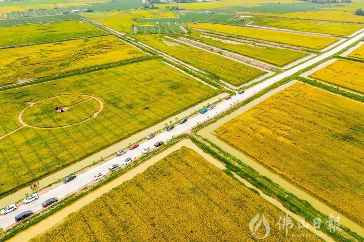 图集 | 在吗？高明邀你来看看金秋的色彩~