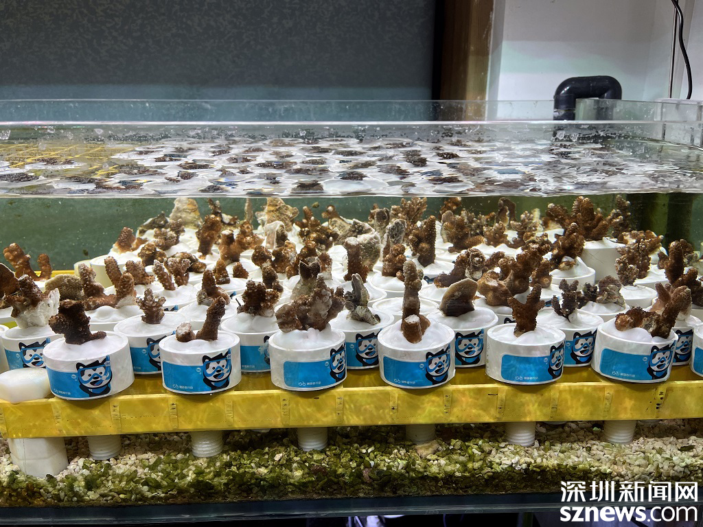 又见“海底版蚂蚁森林” 快来和哈啰“益”“骑”种珊瑚
