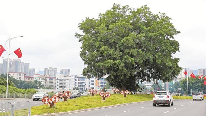 坪山区坚持生态优先，营造爱绿植绿护绿浓厚氛围 道路建设为百年古树“让路”