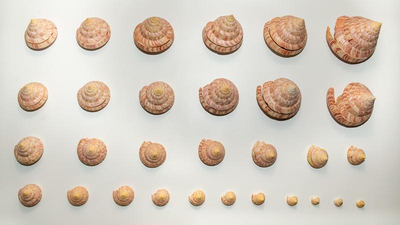 酷玩宝博：共赴深圳市海之洋贝壳博物馆 开启识贝之旅