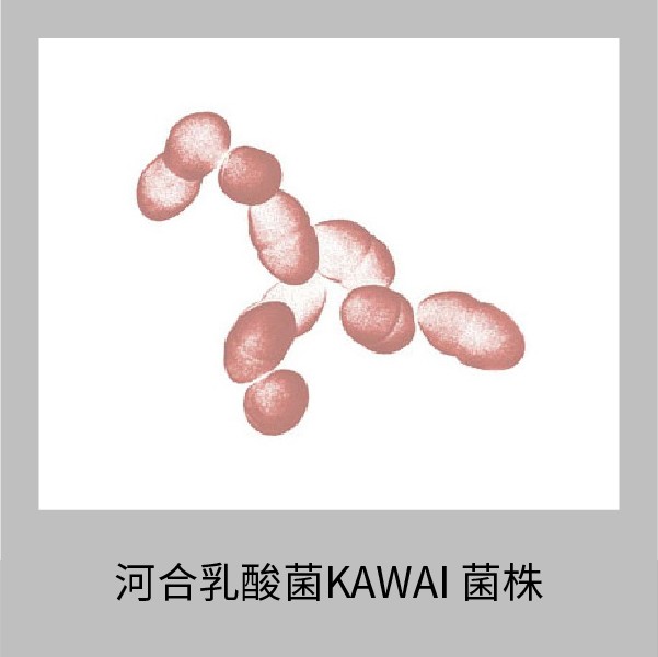 河合乳酸菌KAWAI可降低胆固醇的肠内菌  是世上第一款灭活型乳酸菌