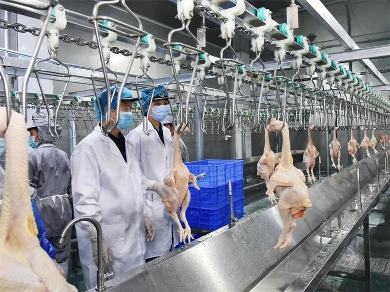 香港暂停进口德国、波兰和荷兰部分地区禽肉产品