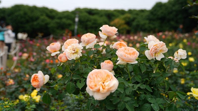一万余株！新湖公园月季园花海等你来赏花