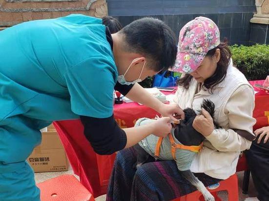 创新！禅城探索以购买服务方式开展犬只狂犬疫苗免费免疫工作