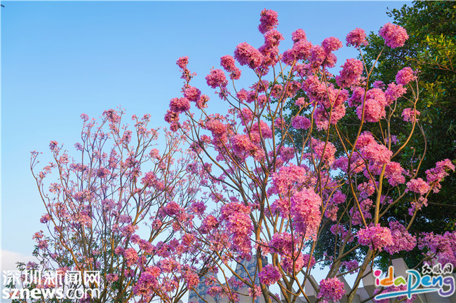 视频 | 大鹏这条路的紫花风铃木在冬阳下盛放，惊艳！