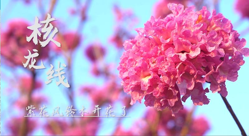 IN视频|今日深圳：大鹏的紫花风铃木开了，春天的脚步近了