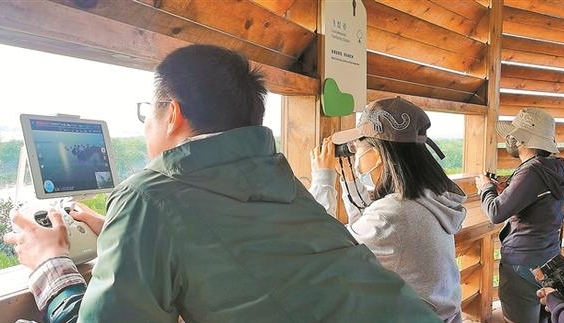 深圳志愿者连续3天观鸟 黑脸琵鹭全球同步调查完成