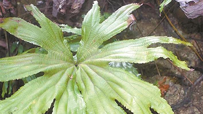 兰科中心发现植物新物种 深圳双扇蕨仅在深圳有分布