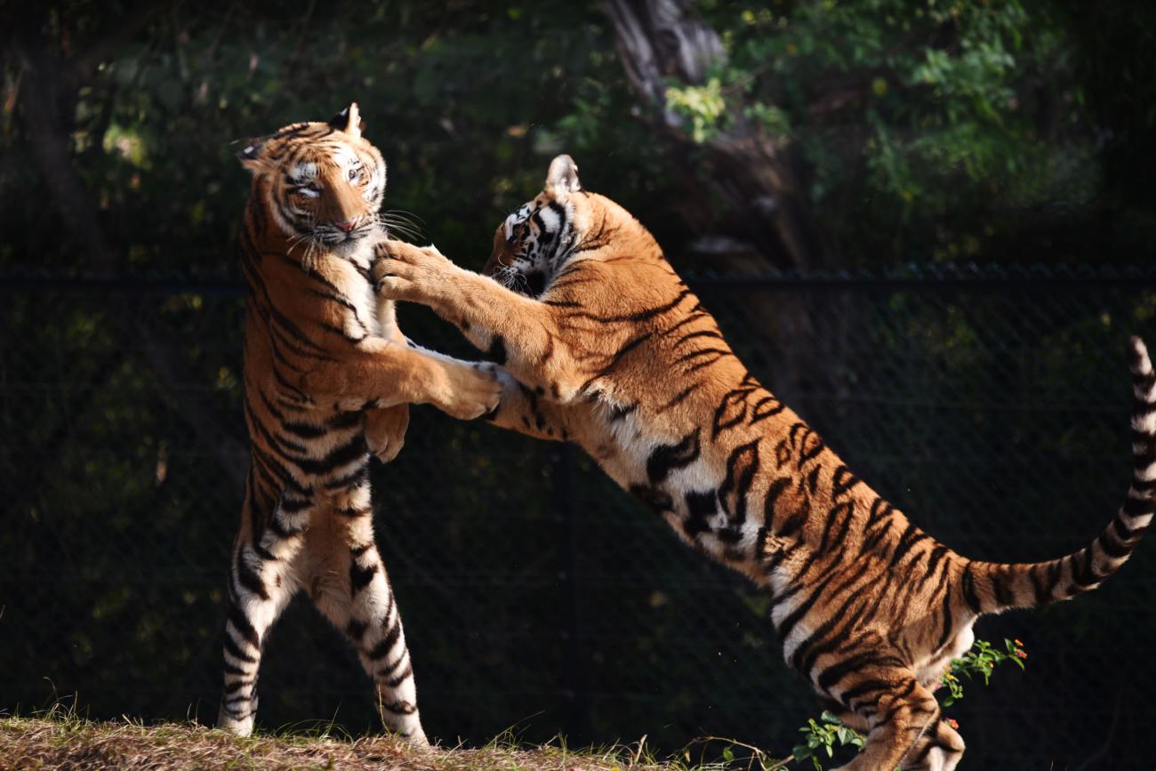 第12个全球老虎日，去看看北京动物园里的“大猫们”_东北虎_丰容_保护