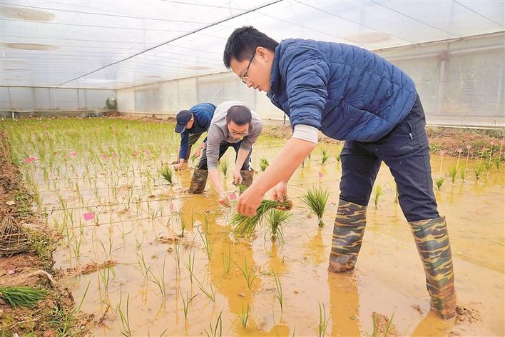 这群年轻人打造农业发展“芯片” 记者走访深圳市作物分子设计育种研究院育种基地