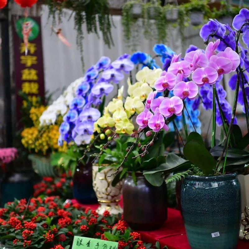 速看！今年这样“行花街”！招商街道购花点大公开~