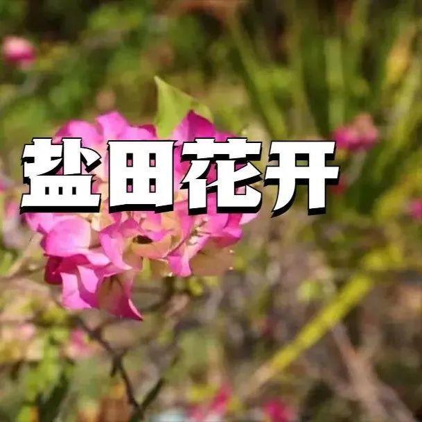 2022盐田花开，遇见冬日“小确幸”