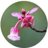 今日，大年初二！